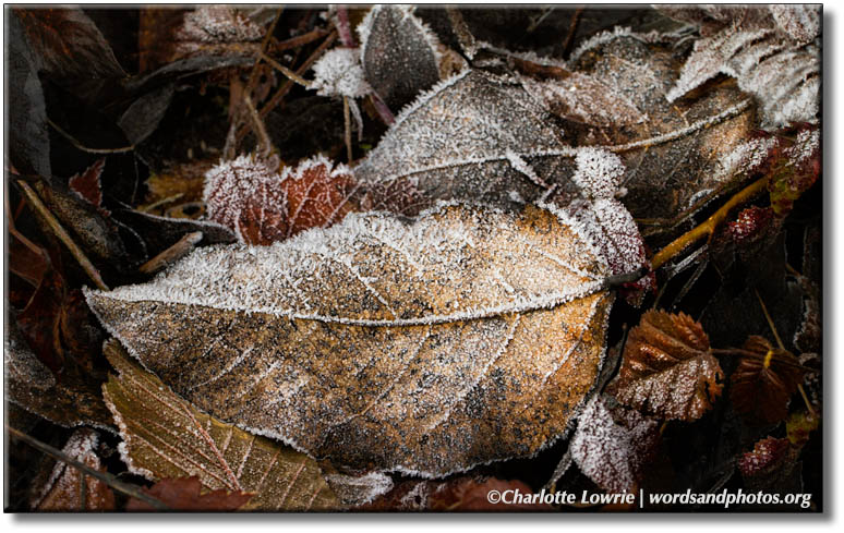 Frosty leaves